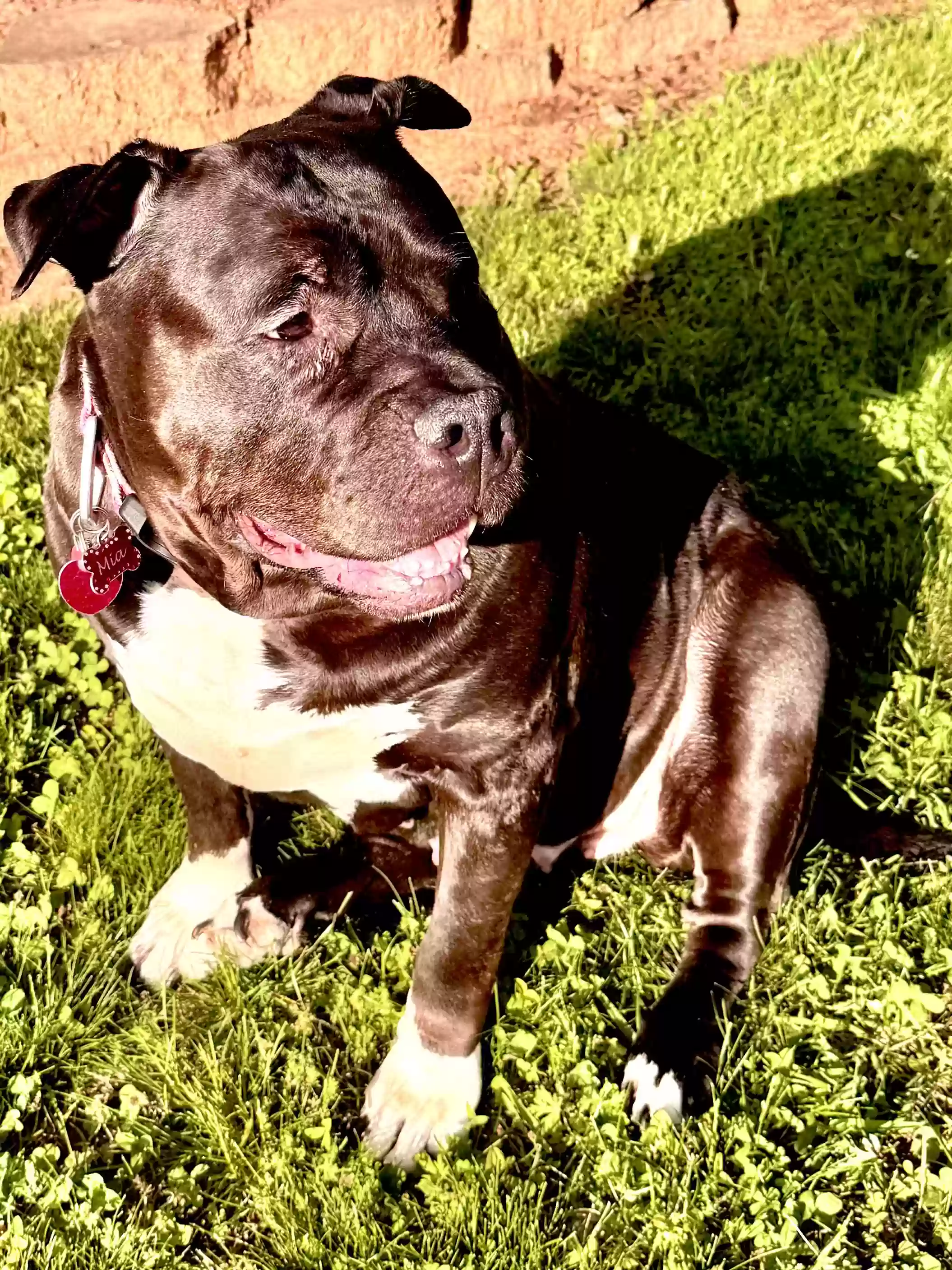 adoptable Dog in Woodstock,GA named Mia